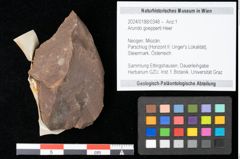 Foto (Objekt + Etikett) von Arundo goepperti Heer (NHMW-GEO-2024-0188-0348)